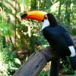 Foz do Iguaçu : brazilian side!
