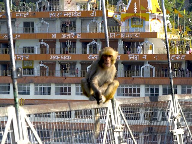 Macaco em Rishikesh - Índia