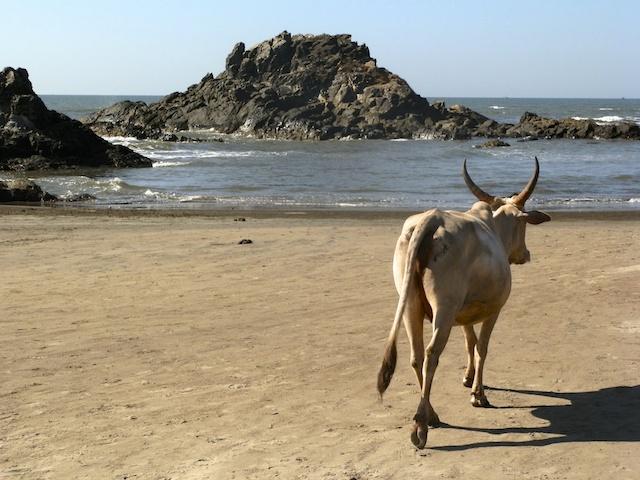 Vaca em Praia de Goa - Índia