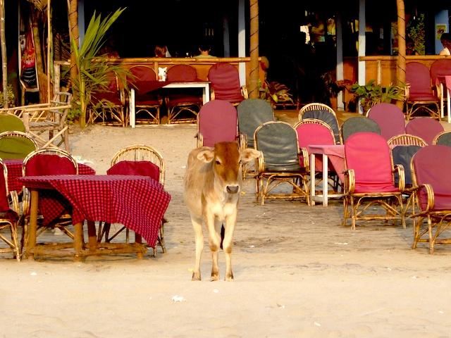 Vaca em praia de Goa - Índia