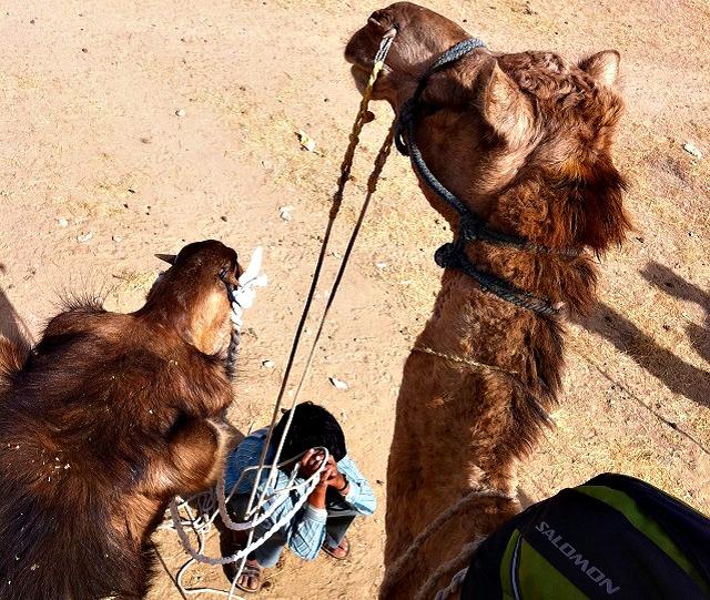Camelos em Jaisalmer, Índia