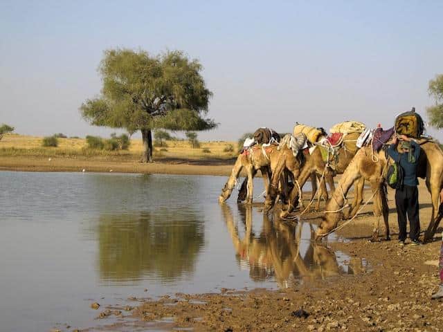 Safari de Camelo