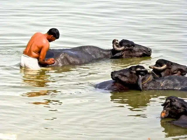 Búfalos no Rio Ganges - Varanasi