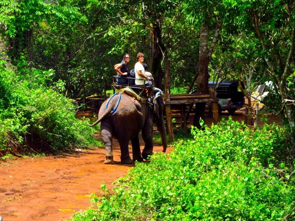 Elefantes em Chiang Mai, Tailândia