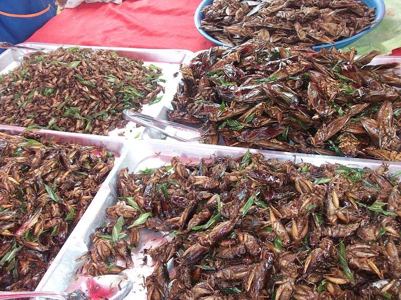insetos fritos tailandia