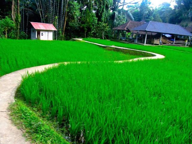 Campos-arroz-Ubud
