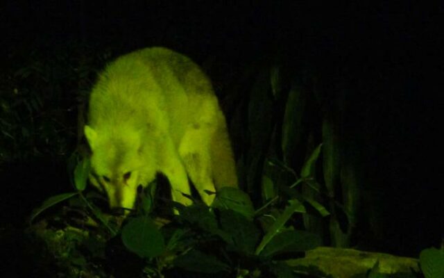 Safari Noturno
