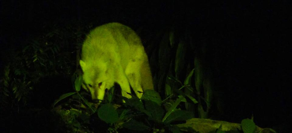 Safari Noturno