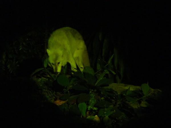 Zoológico-Noturno-de-Cingapura-2