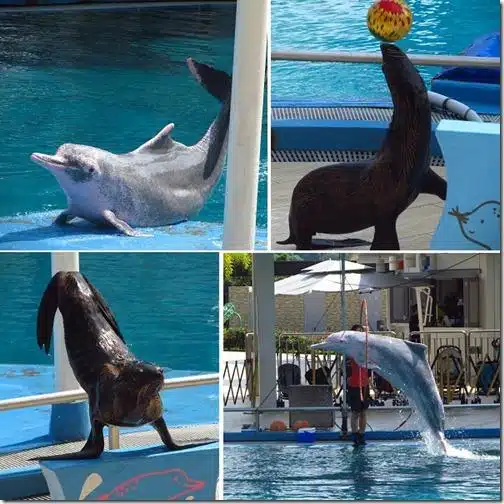 focas e golfinhos_Cingapura