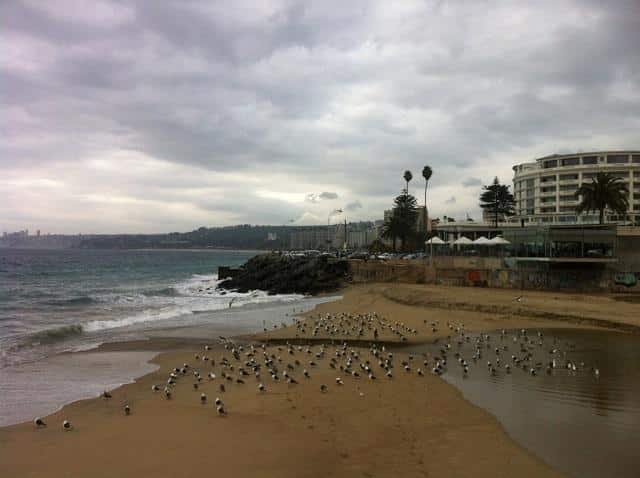 Vina del Mar, aves na praia