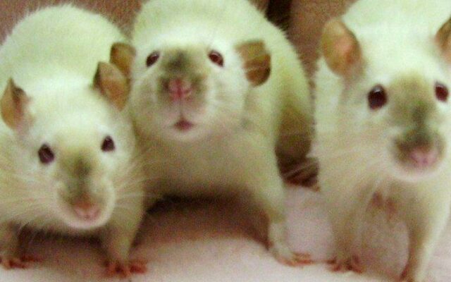 Ratos