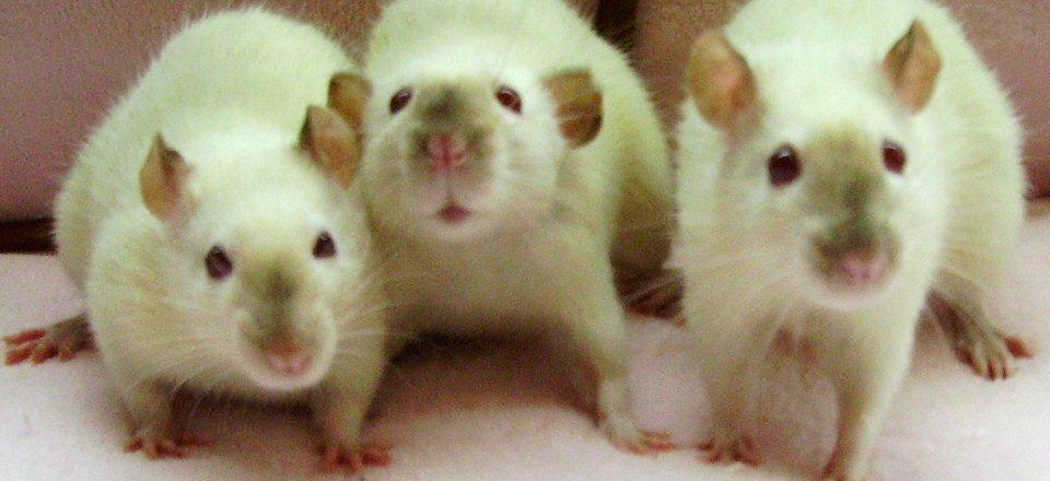 Ratos