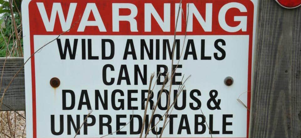Aviso animais selvagens