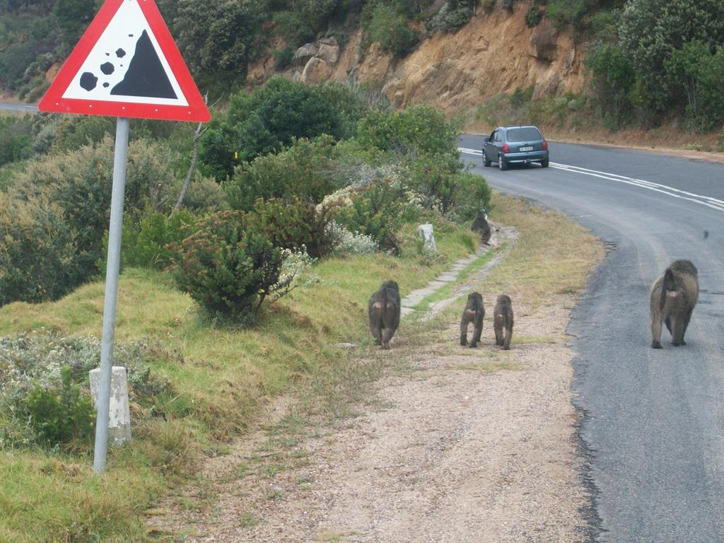 Babunos-no-Cabo-da-Boa-Esperana.jpg