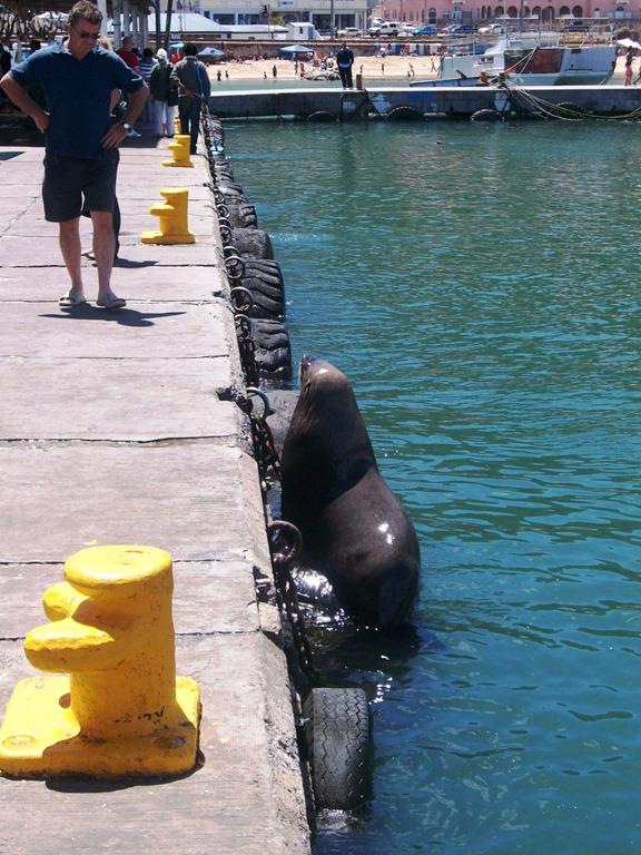 Foca-flagrada-na-frica-do-SUl.jpg