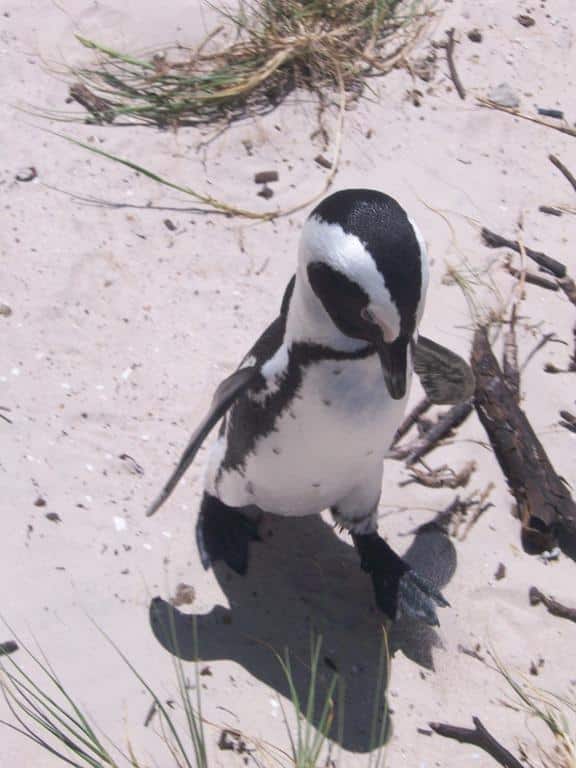 Praia dos pinguins em Cape Town