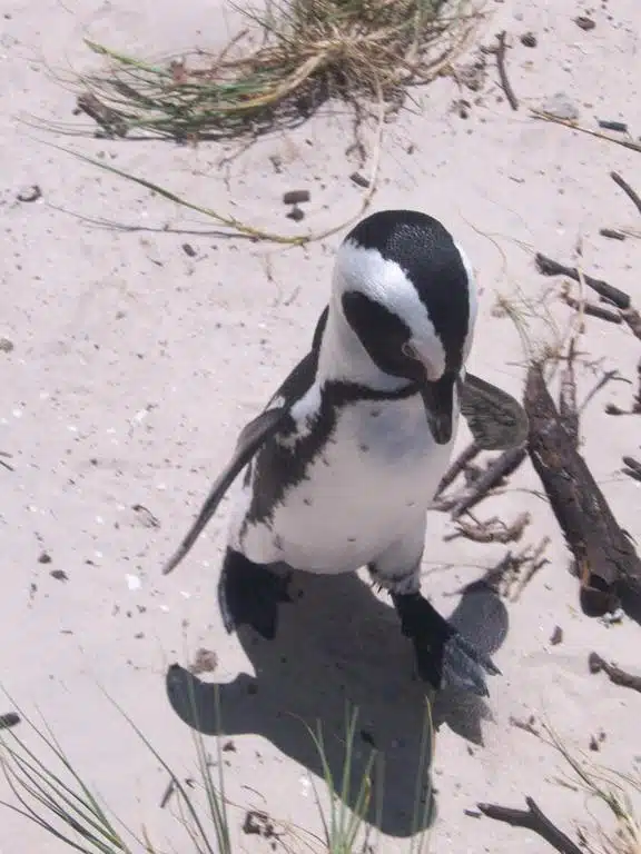 Boulders Beach: Praia dos pinguins em Cape Town