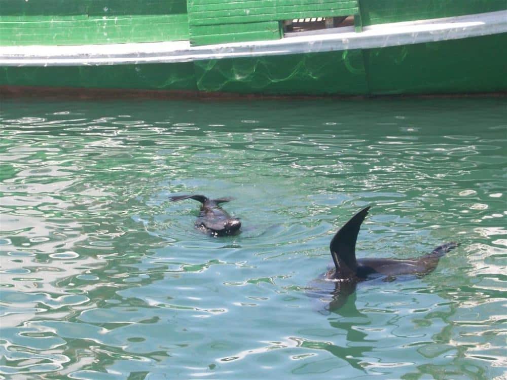 Africa do Sul - Foca na Água