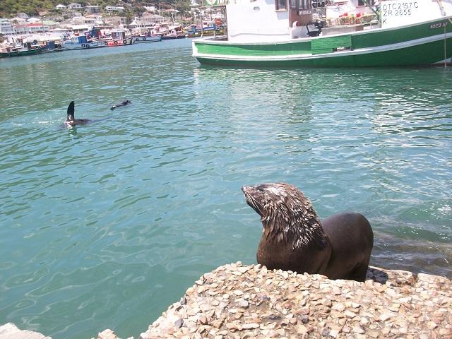 África do Sul Foca