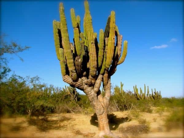 Cactus de Los Cabos
