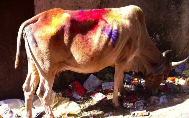 vaca no holi
