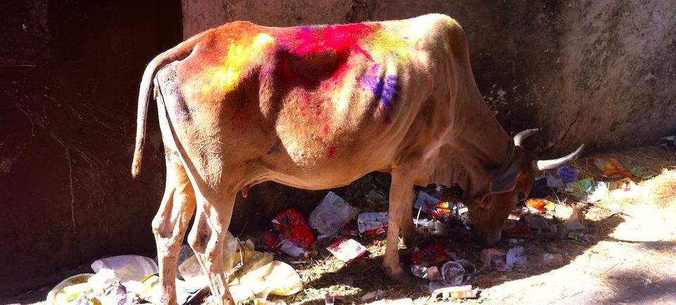 vaca no holi