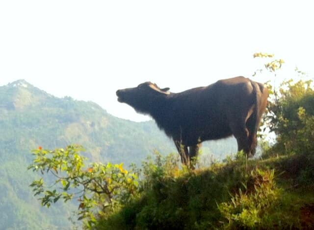 A bufala nepalesa