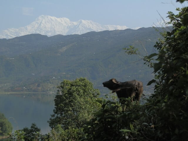 Bufala-Pokhara-Nepal