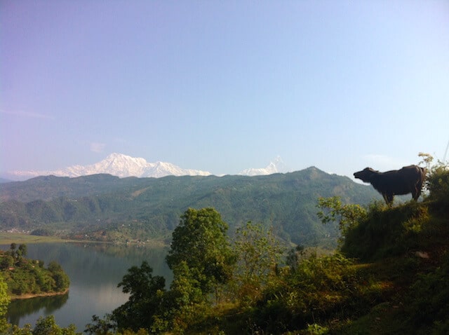 Bufala em Pokhara Nepal
