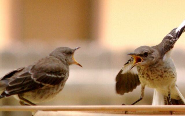 Mocking_Bird_Argument_barraco