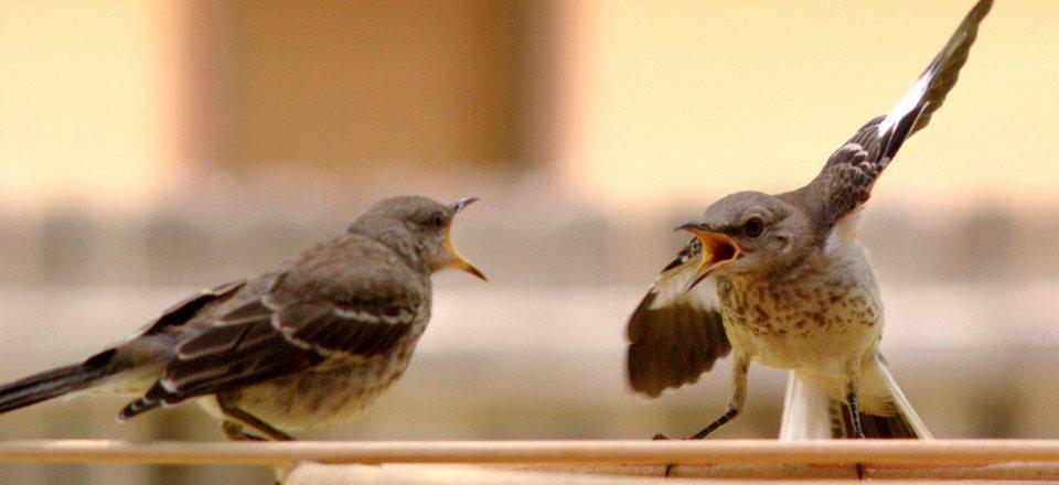 Mocking_Bird_Argument_barraco