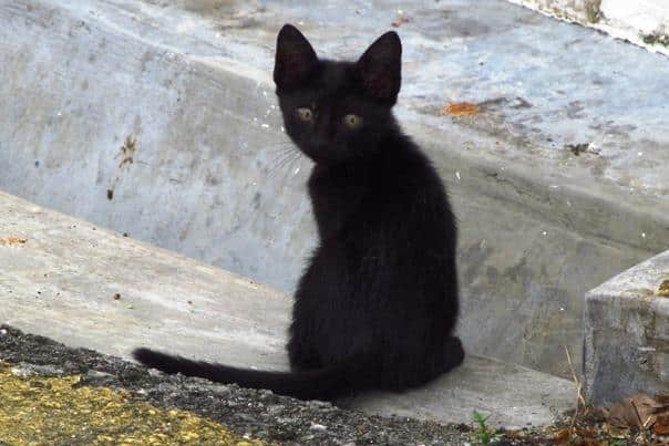 Gato preto em Ipoh