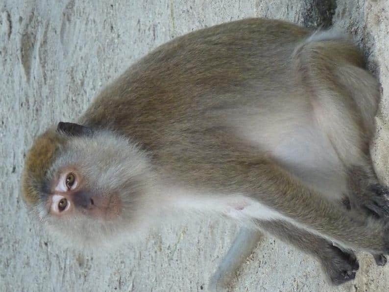 macaco_langkawi