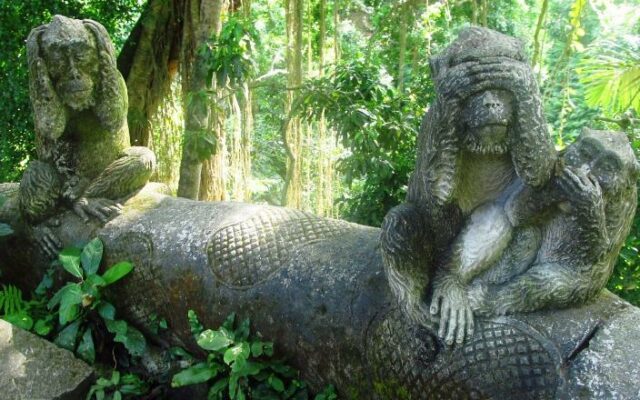 macacos pedra