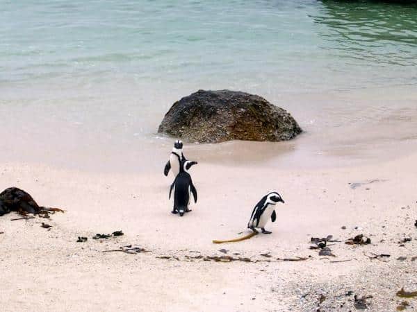 Pinguins-Cape-Town