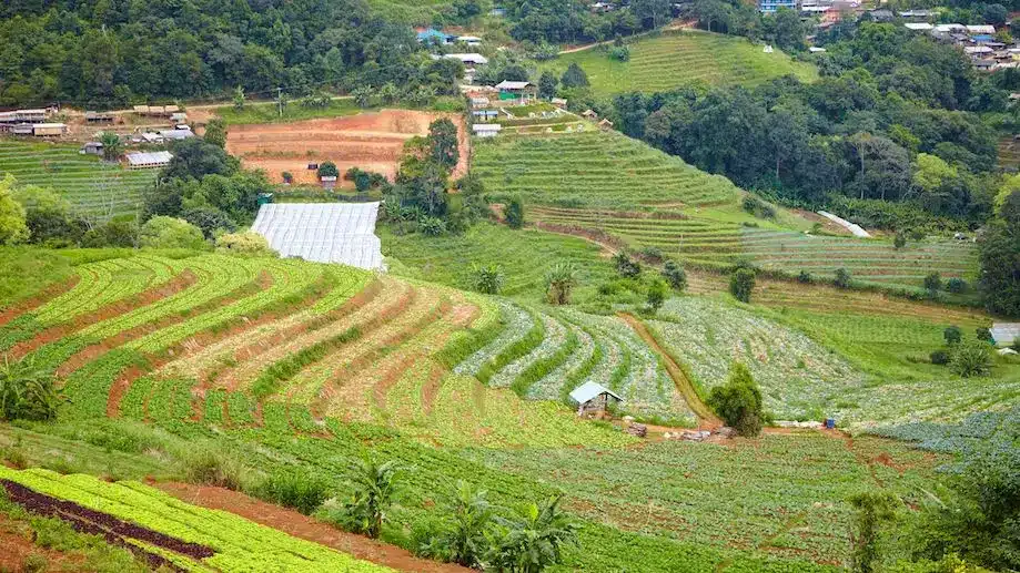 Vista de campos de arroz em Mae rim, perto de Chiang Mai, Tailândia