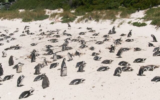Praia dos pinguins na África do Sul
