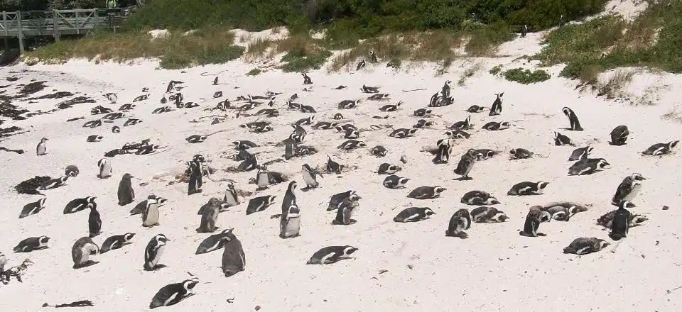 Praia dos pinguins na África do Sul