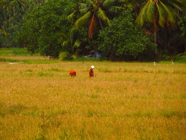 backwaters kerala arrozal