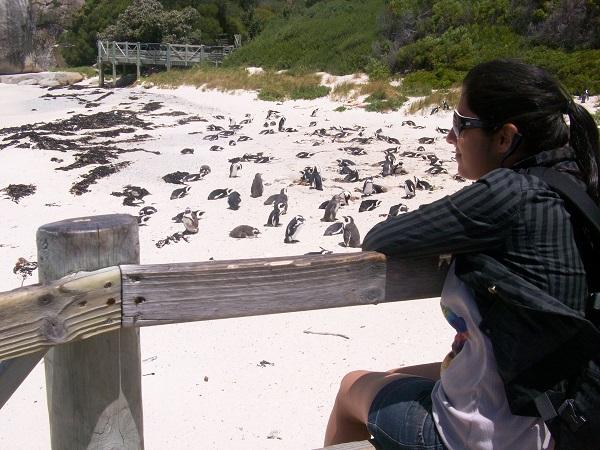 pinguins África do Sul