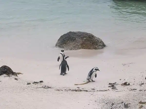Boulders Beach: dicas para ver pinguins na África do Sul
