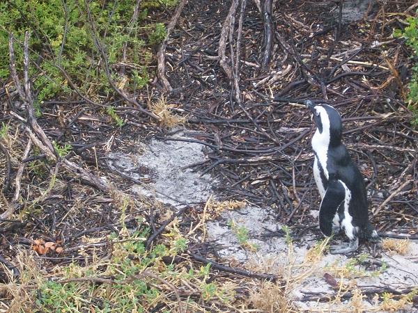 Praia dos pinguins, em Cape Town