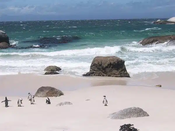 Boulders Beach: praia dos pinguins em Cape Town