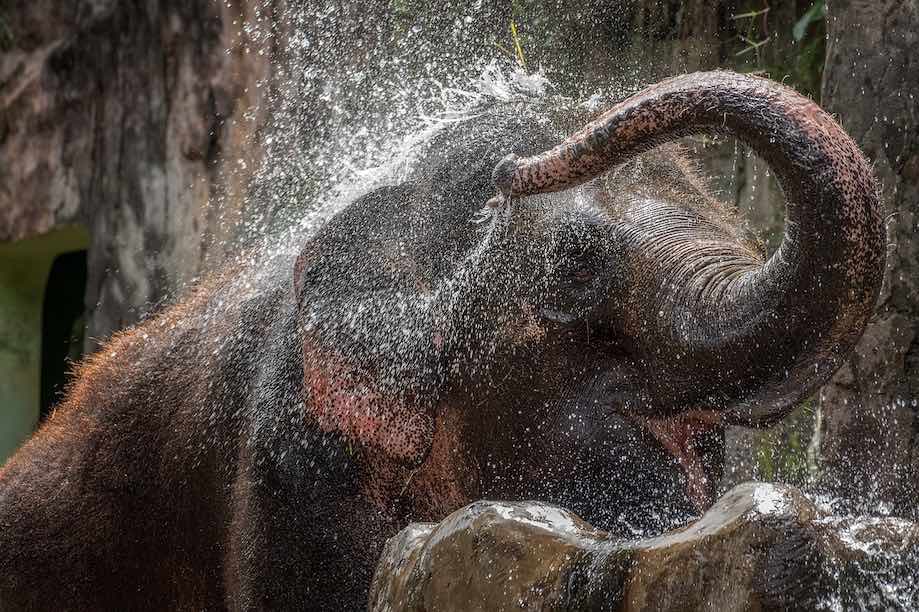 Elefante asiático na Tailândia