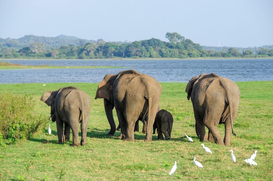 Elephant Nature Park em Chiang Mai