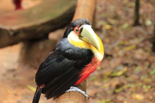 Parque das Aves, Foz do Iguaçu