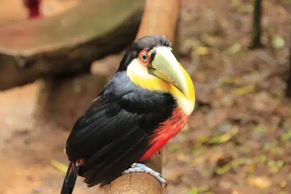 Parque das Aves, Foz do Iguaçu