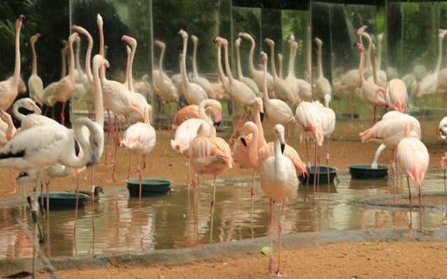 Parque das Aves, Foz do Iguaçu