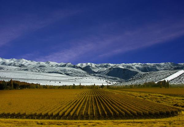 Vinhedos de Mendoza